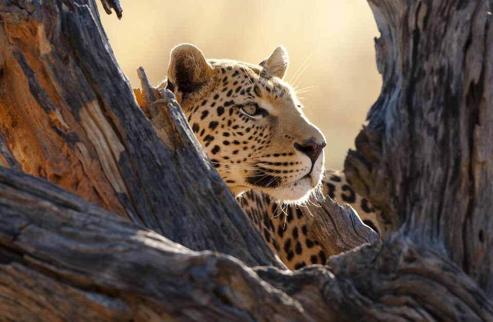 Okonjima Bush Camp