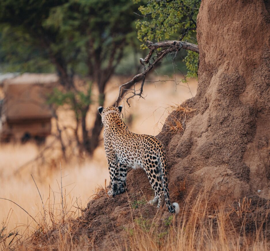 Okonjima Nature Reserve