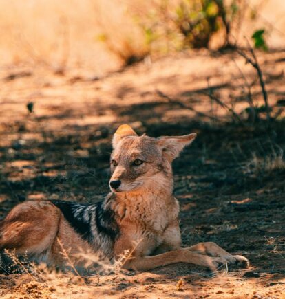 Okonjima Nature Reserve