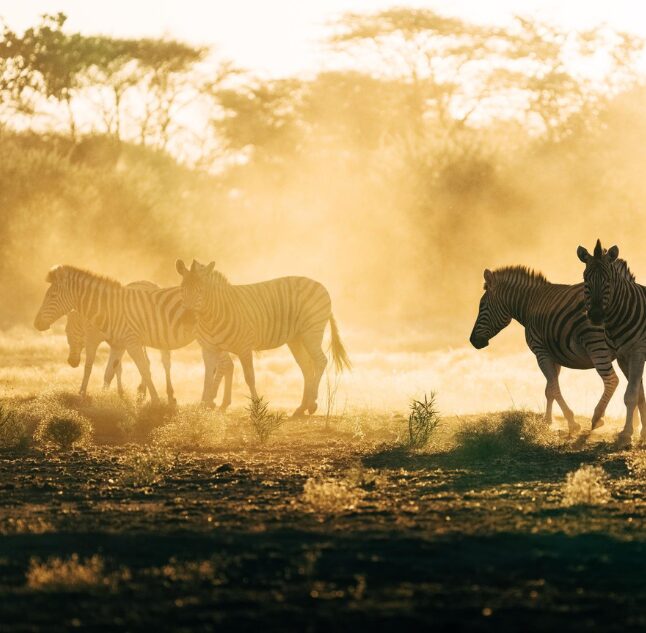 Okonjima Nature Reserve