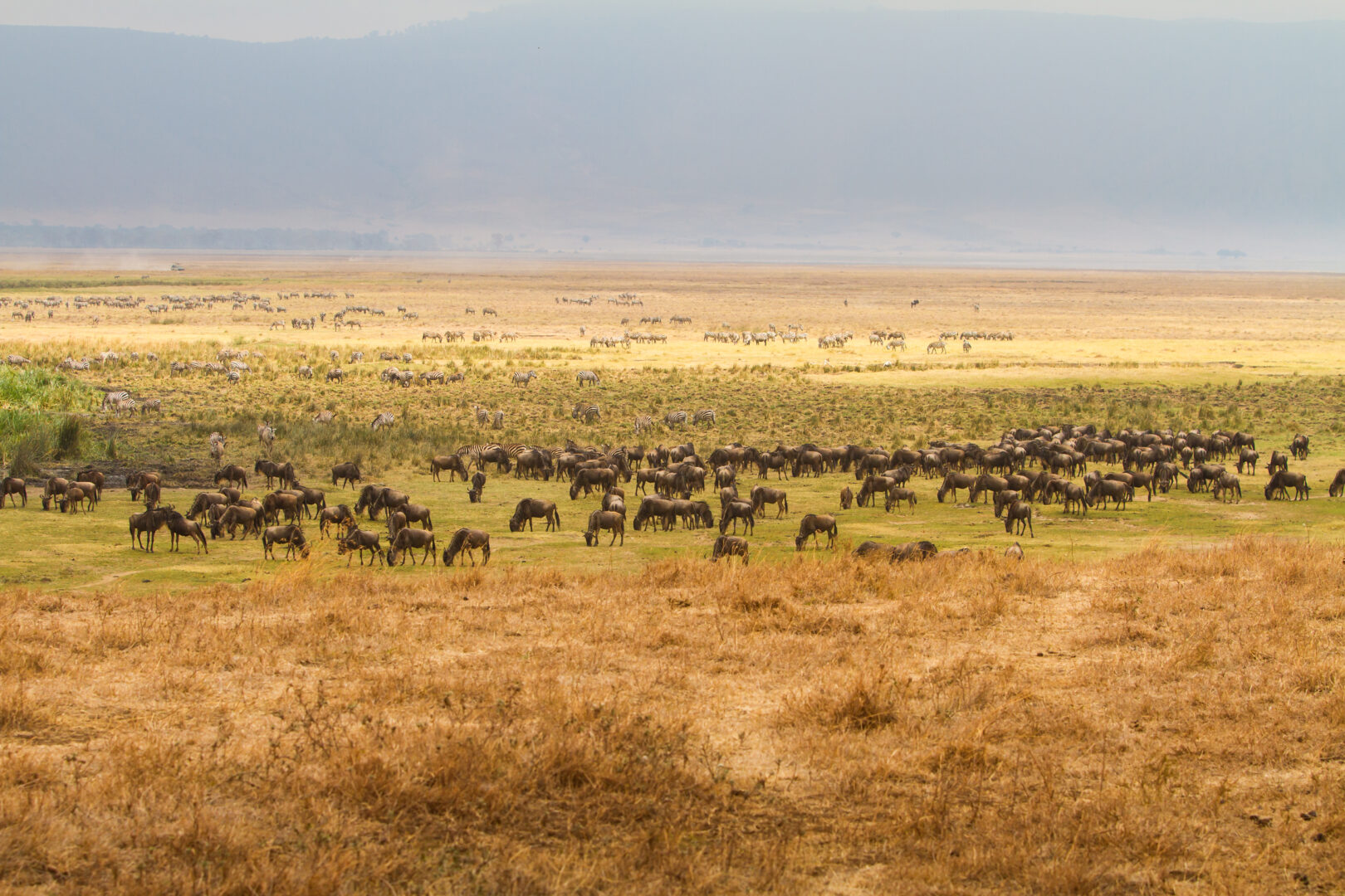 luxury great migration safari