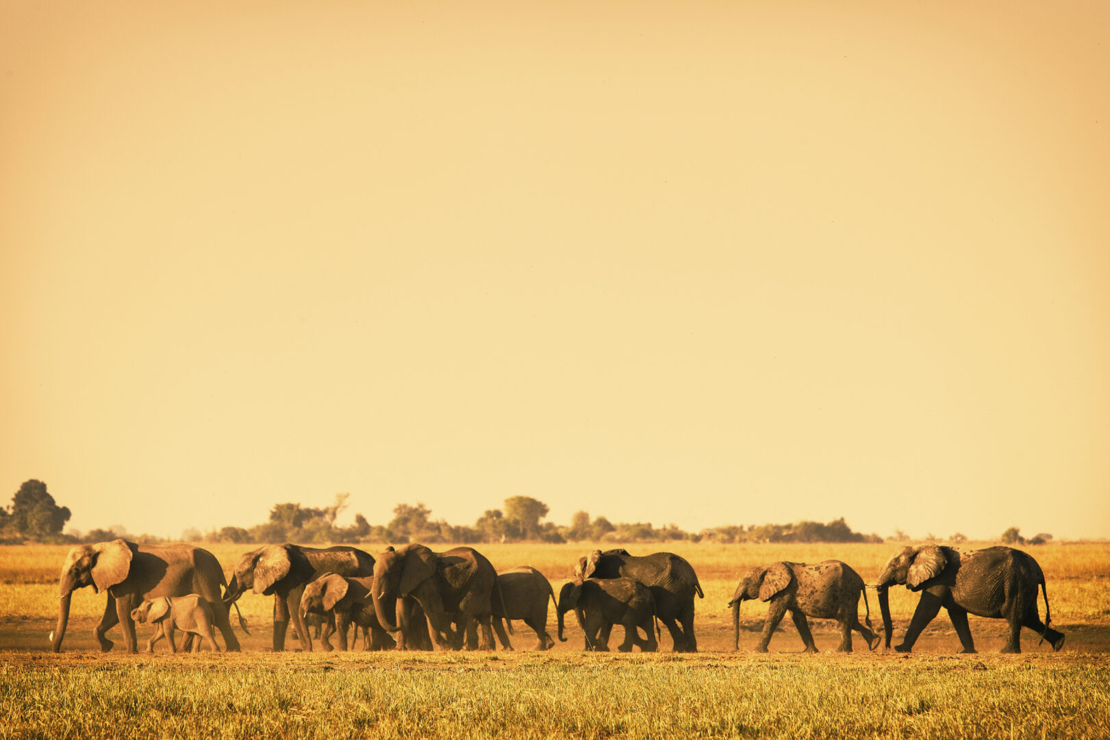 Elephants on a Botswana Safari during the best time to visit