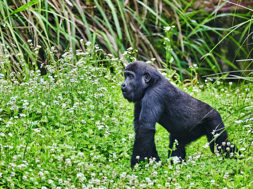 Bwindi Impenetrable National Park, Uganda