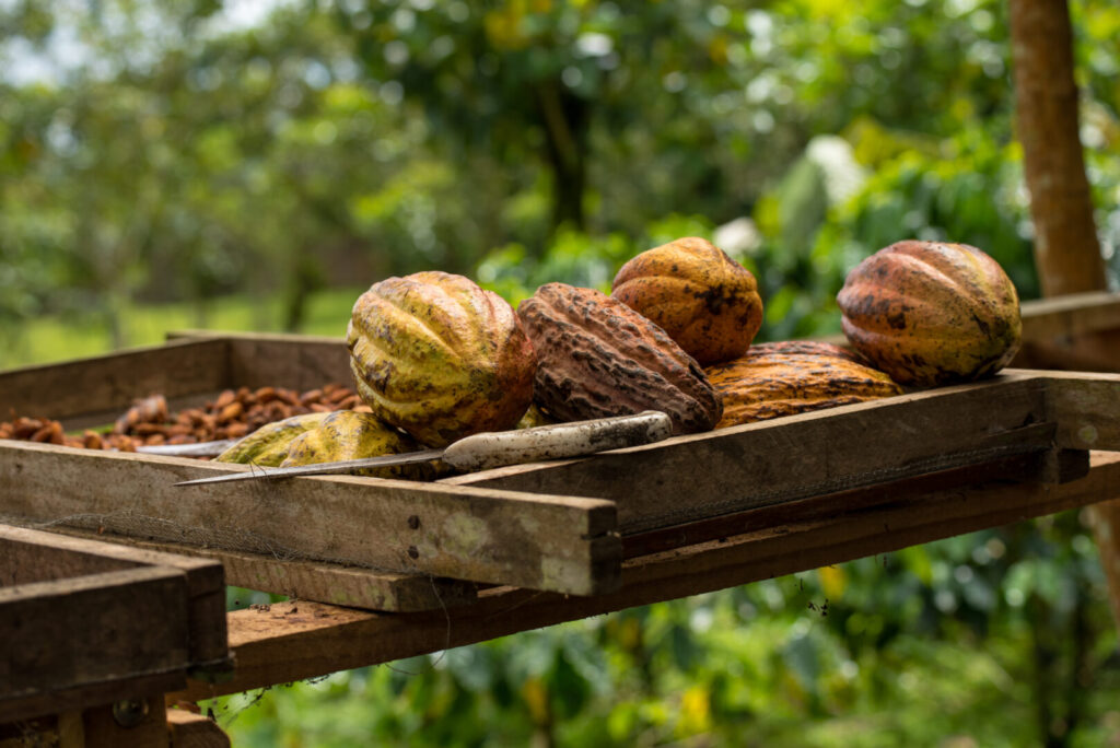 Learning how to make chocolate in Costa Rica on a family holiday