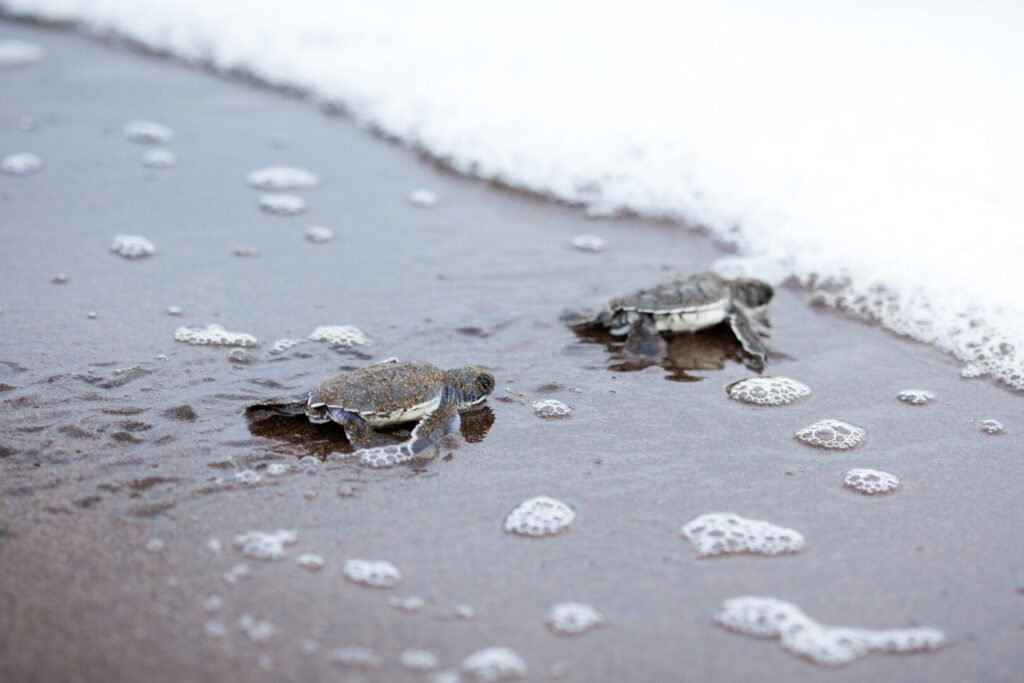 Turtles hatching in Totugero National Park, Limon, Costa Rica. Perfect for a Family Holiday.