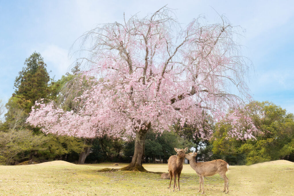 Romantic places to go in Japan, deer park in Nara