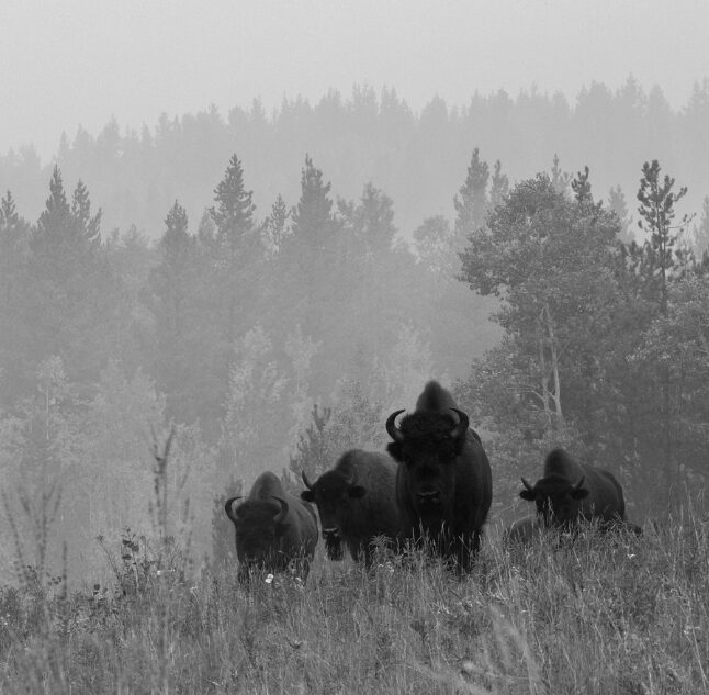 Buffalo in Yukon