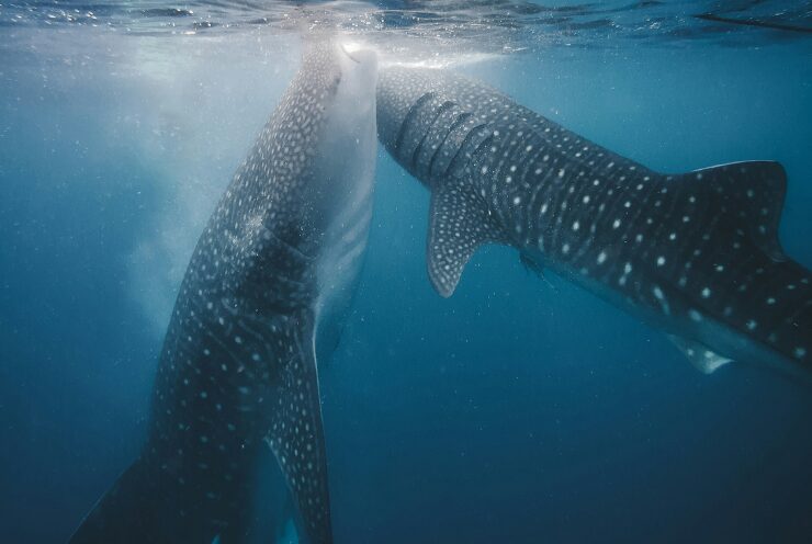 Sumbawa, Indonesia