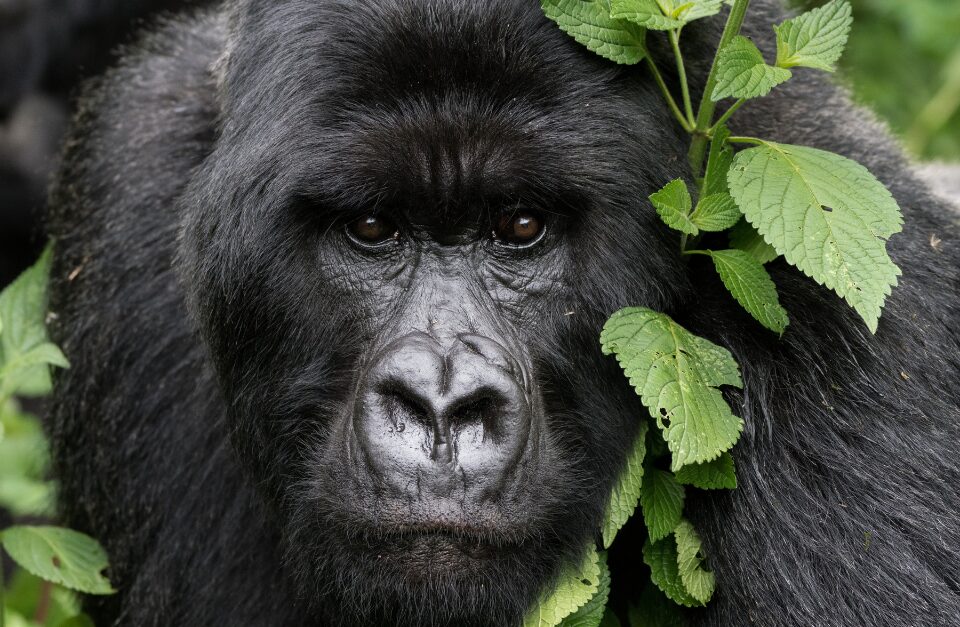 One&Only Gorillas Nest, Rwanda