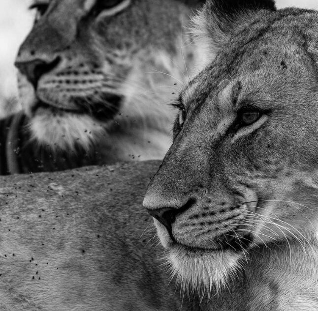 Moon's Camp, Laikipia