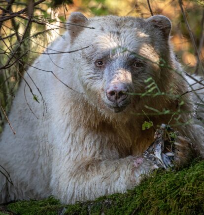 Spirit Bear Lodge, BC