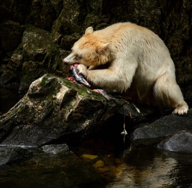 Spirit Bear Lodge, BC