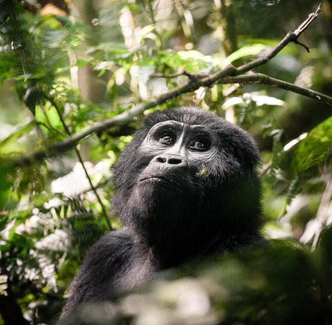 Sanctuary Gorilla Forest Lodge, Bwindi Impenetrable National Park, Uganda