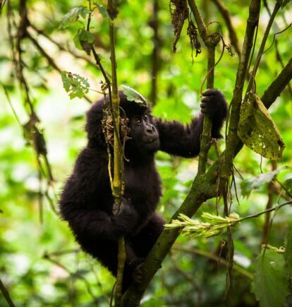 Volcanoes Bwindi Lodge, Bwindi Impenetrable National Park, Uganda