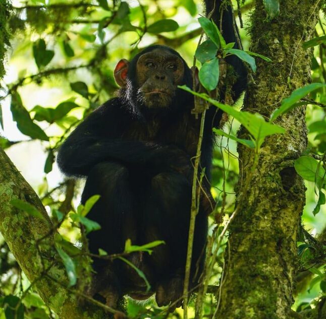 Volcanoes Kibale Lodge, Kibale Forest, Uganda