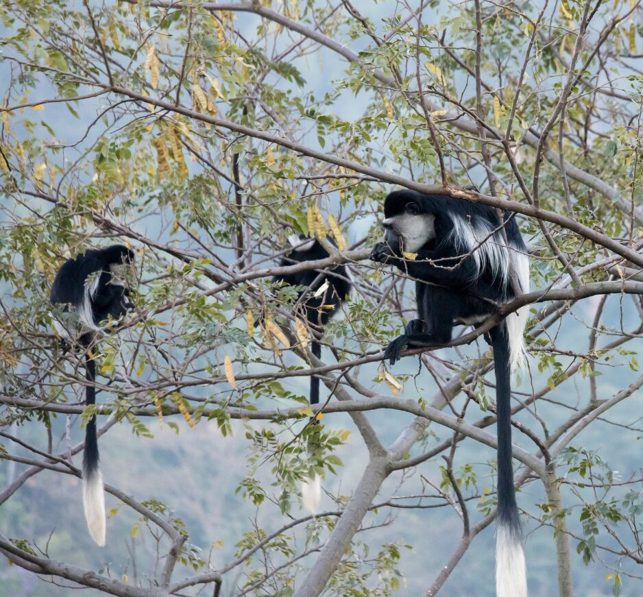 Kibale National Park, Uganda