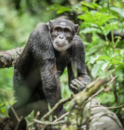 Kibale National Park, Uganda