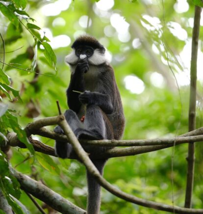 Kibale National Park, Uganda