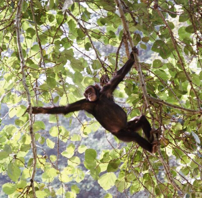 Kibale National Park, Uganda
