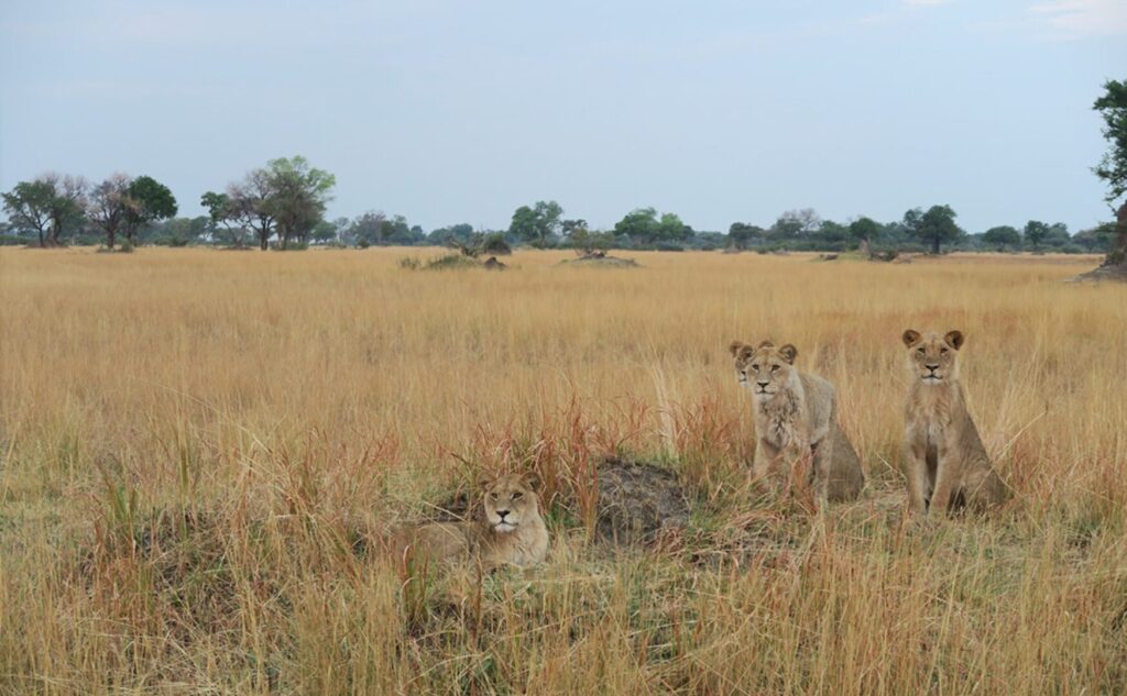 You can see a group of lions on your Botswana family holidays