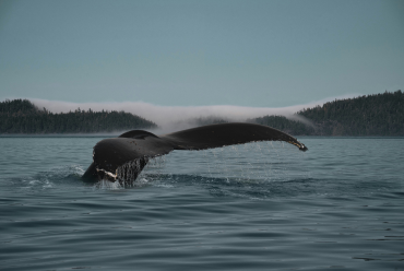 Humpback whale sighted near Victoria