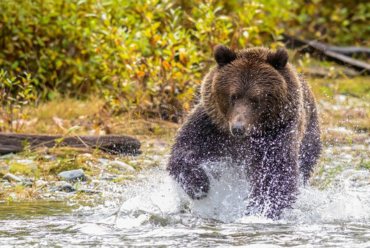 Bear on Vancouver Island
