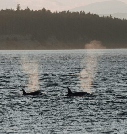 Orcas spotted near Victoria
