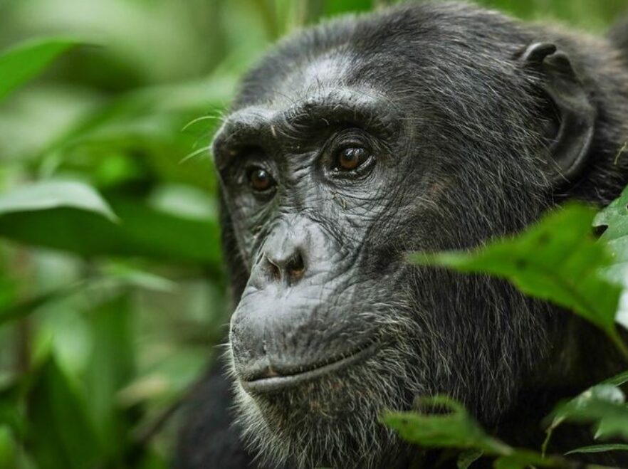 Kibale National Park, Uganda