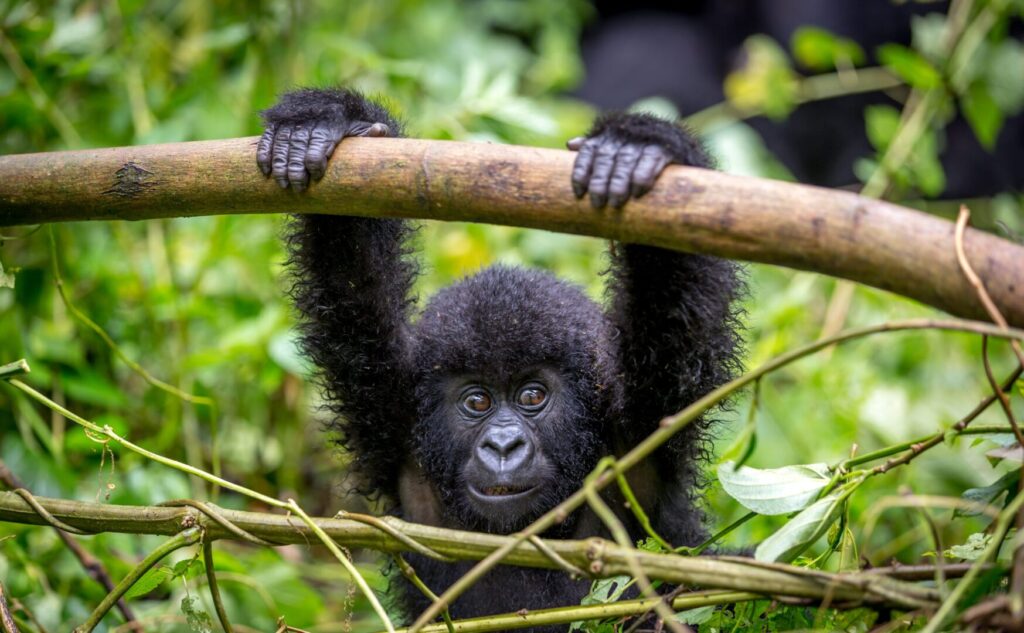 Baby Gorilla in Uganda, what else can you do on a safari apart from seeing the savannah?
