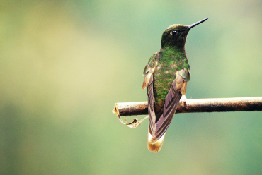 Hummingbird, Corcora Valley, Colombia