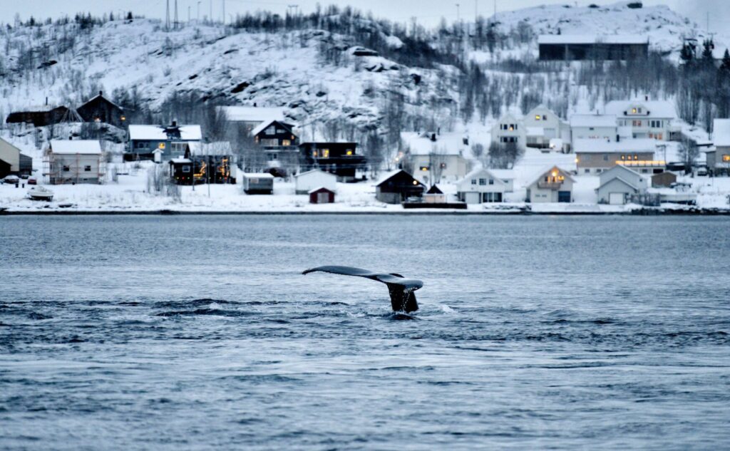 Things to do in Norway, whale watching