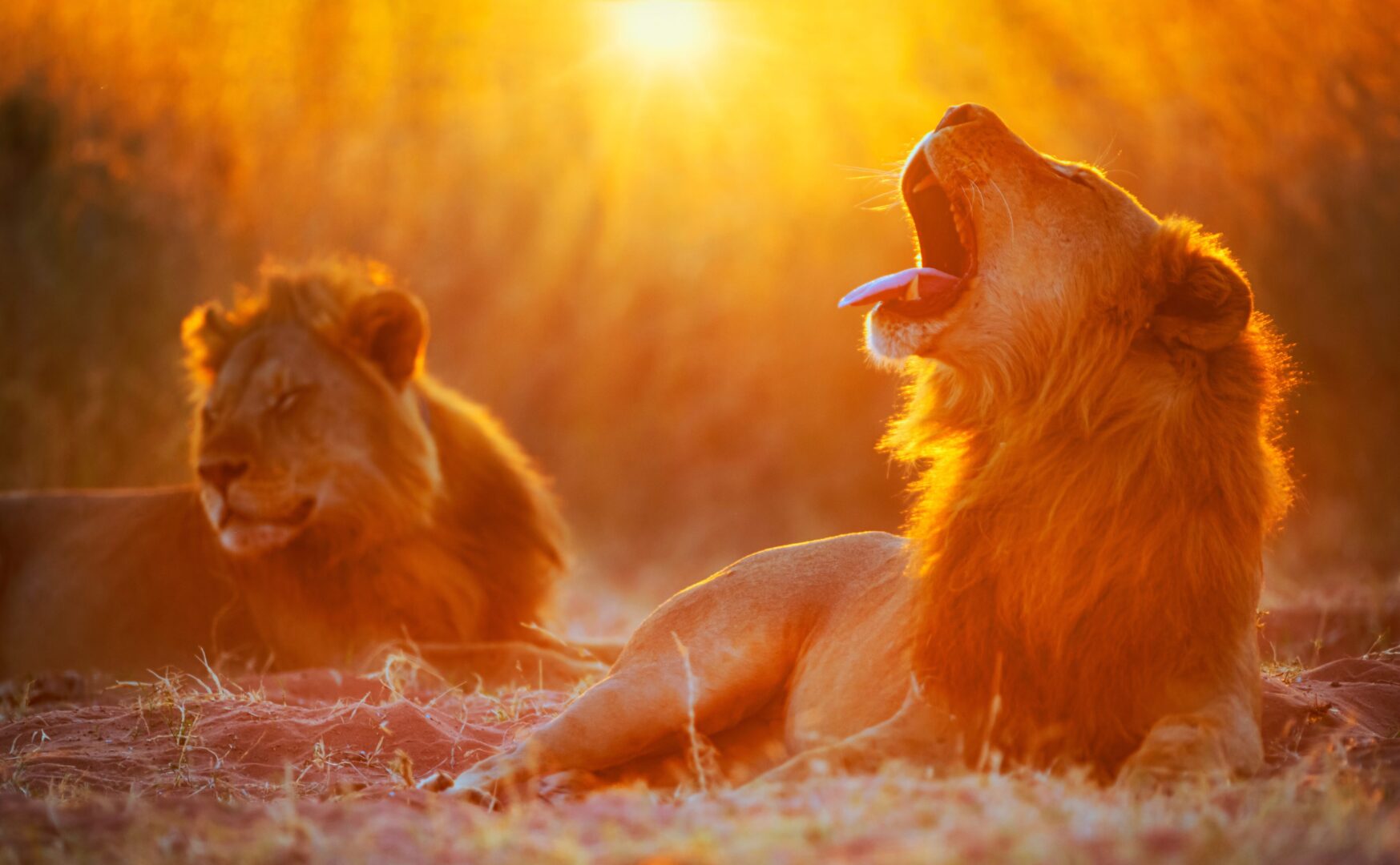 One of the big five, a lion, on African safari