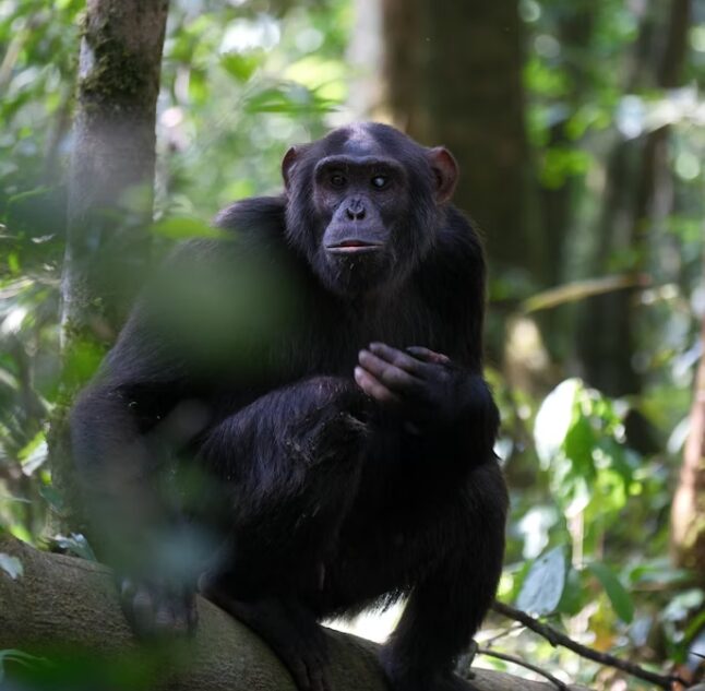 Kibale National Park, Uganda