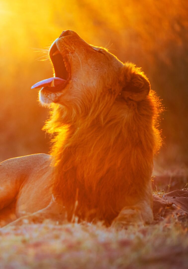 One of the big five, a lion. Safari Golden Hour.