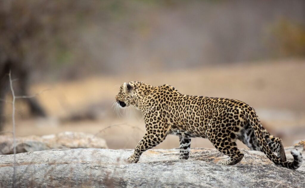 South African Leopard on the hunt in Sabi Sands safari.