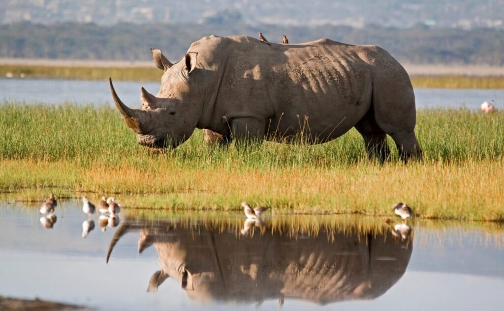 Kenya Rhino Safari