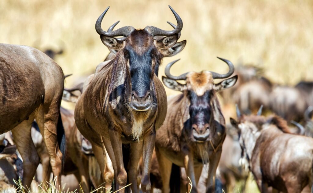 Wildebeest in the Great Migration, Tanzania Luxury Safari in Africa