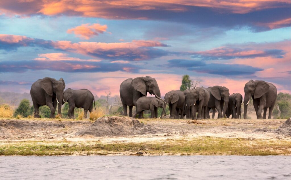 Elephant Safari in South Africa, beautiful safari sunset