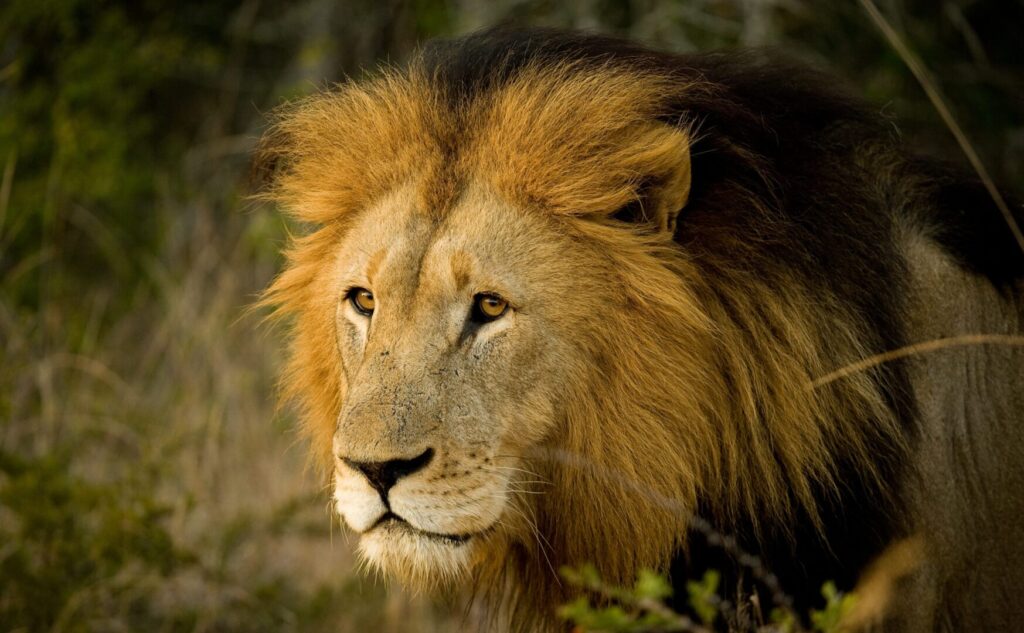 Lion in South Africa, big five safari game.