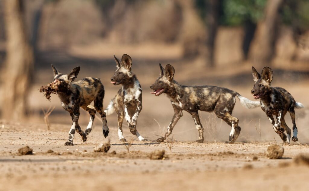 African Wild Dog on Safari, Zimbabwe.