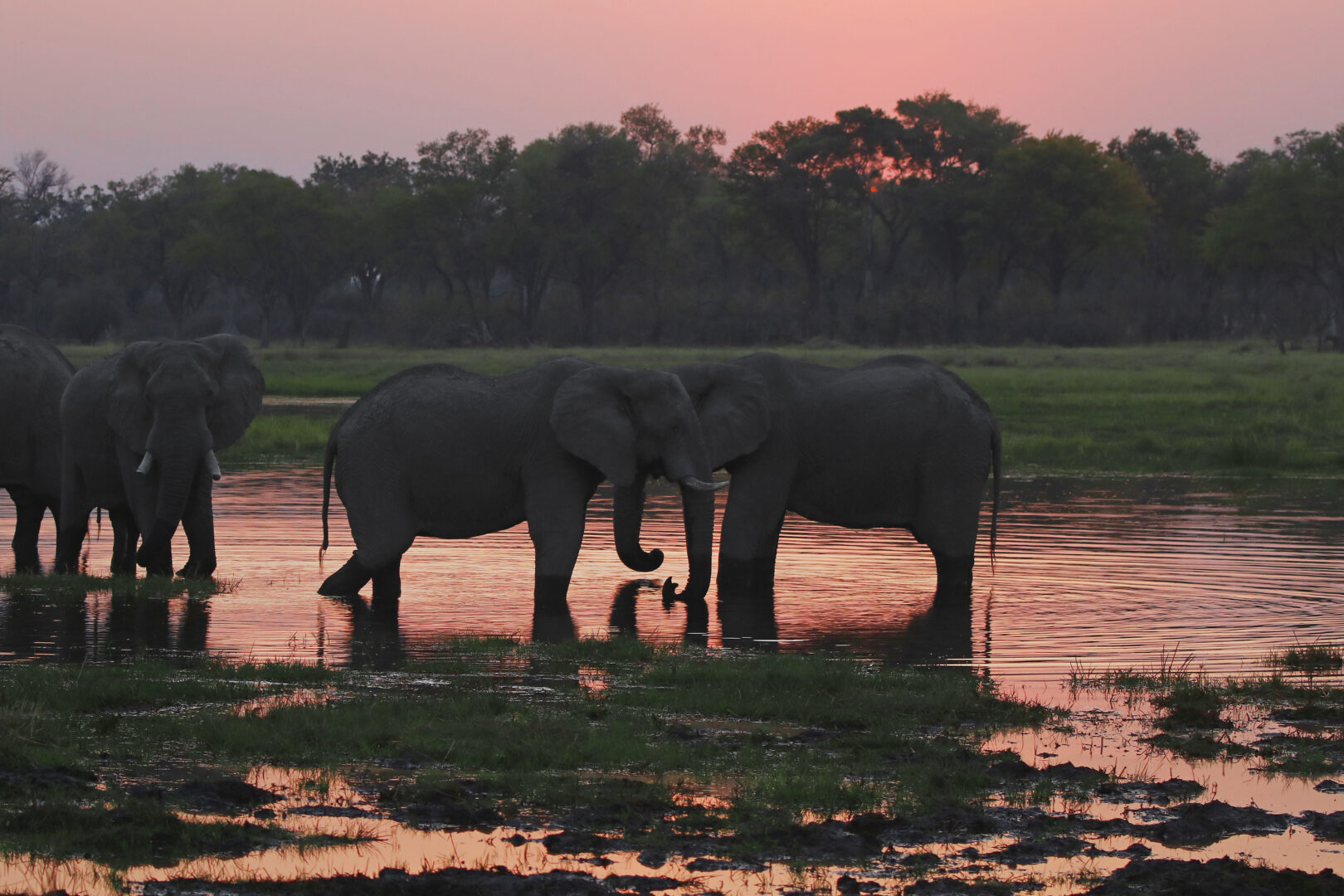 Seeing elephants, and other wildlife, on a luxury botswana honeymoon.