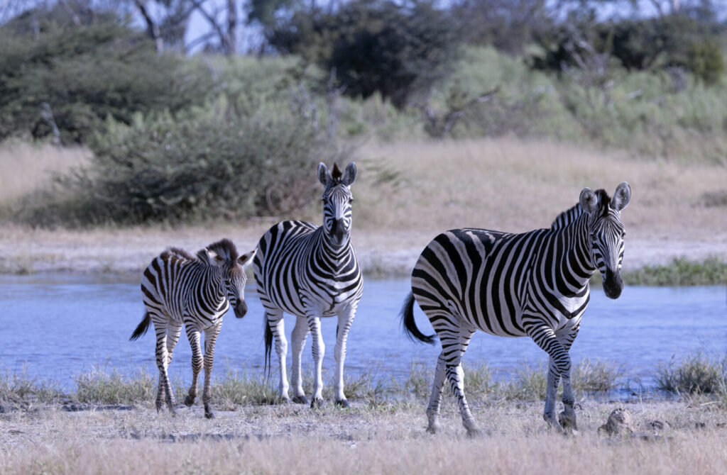Best time to visit Botswana to see zebra calves