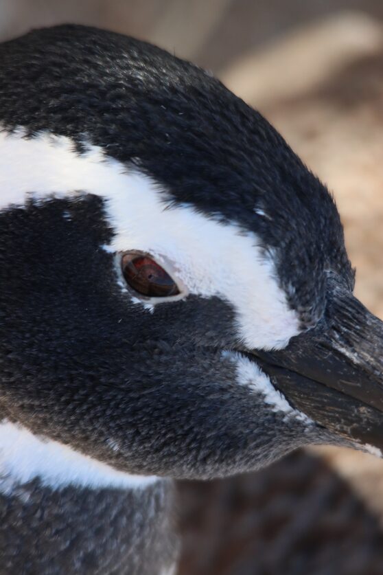 Magellanic penguin