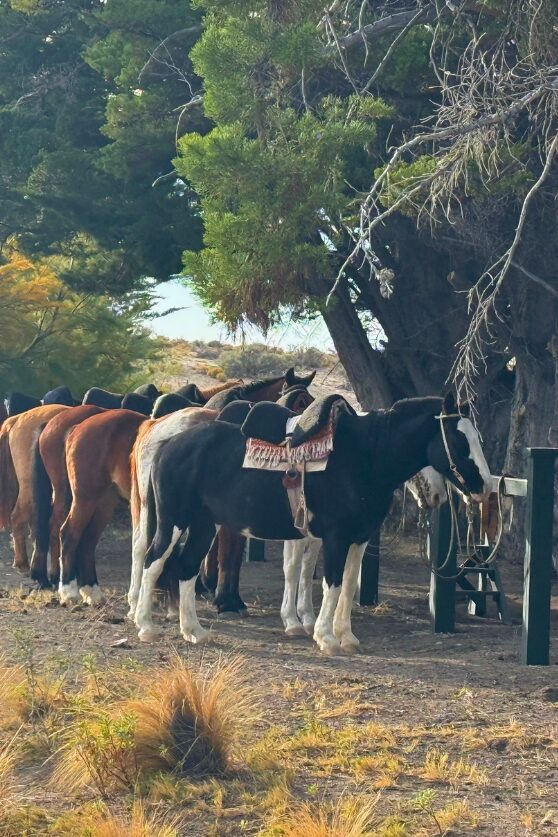 Horses ready to explore