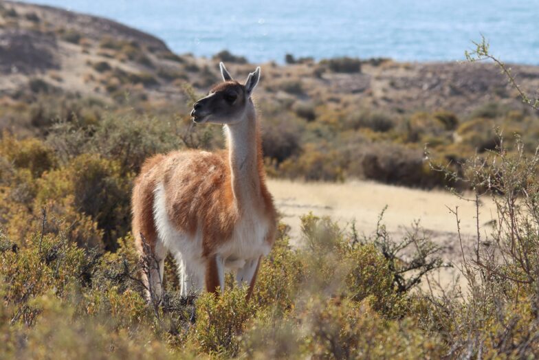 A guanaco on the coast of Patagonia