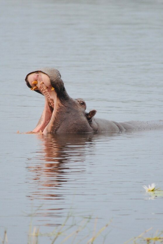 Moments in the Okavango Delta