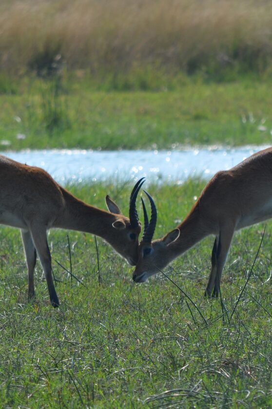 Moments in the Okavango Delta