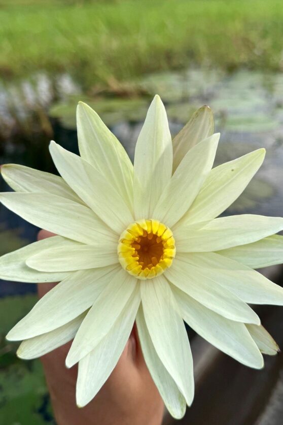 Flower in Okavango Delta Waterway