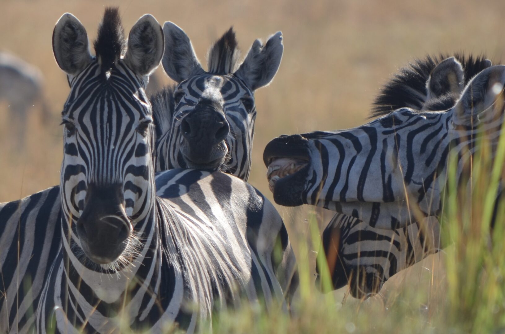 Zebras in the Delta