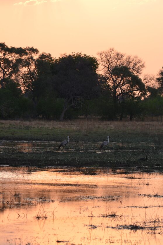 Sunrise in the Okavango Delta